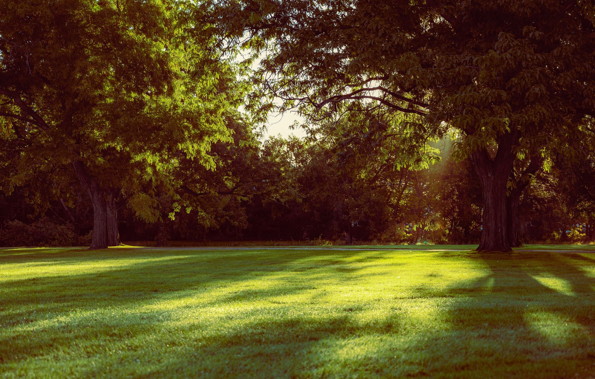 Beautiful park scene with lush green grass and sunlight filtering through trees.