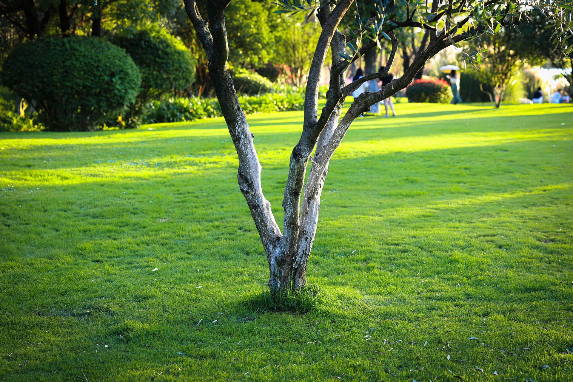 Tranquil view of a lone tree in a sunlit park with lush green grass.